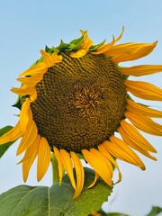 Close-up photograph of a bright yellow sunflower captured in natural daylight in India. The image highlights fine details of the petals and central disc, showcasing the flower&rsquo;s vibrant color, texture