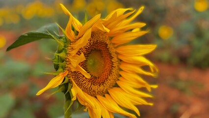 Close-up photograph of a bright yellow sunflower captured in natural daylight in India. The image highlights fine details of the petals and central disc, showcasing the flower&rsquo;s vibrant color, texture