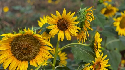 Close-up photograph of a bright yellow sunflower captured in natural daylight in India. The image highlights fine details of the petals and central disc, showcasing the flower&rsquo;s vibrant color, texture