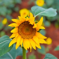 Close-up photograph of a bright yellow sunflower captured in natural daylight in India. The image highlights fine details of the petals and central disc, showcasing the flower&rsquo;s vibrant color, texture