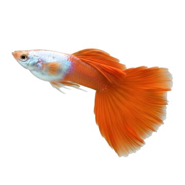 A high-quality studio shot of a beautiful male fancy guppy featuring a striking Silverado red tail and iridescent white body. Perfect for aquarium enthusiasts, pet care guides, and aquatic biology.