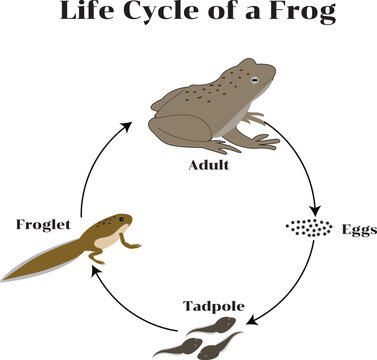Illustration showing the life cycle of a frog, from eggs to tadpole and adult frog, designed for educational and scientific use.