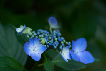 暗い日陰に綺麗に咲く水色のガクアジサイの花のアップ