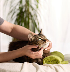 The tabby relaxes as human hands cradle and massage the face lovingly.