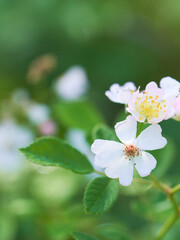 野生の野バラの花のクローズアップ