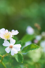 野生の野バラの花のクローズアップ