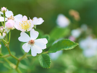 野生の野バラの花のクローズアップ