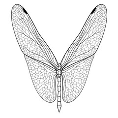 Dragonfly Wing Delicately veined wings span outward, detailed with unique cell patterns and stark black outlines