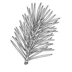 Pine needles branch in a line art showing scales and needles in black and white drawing