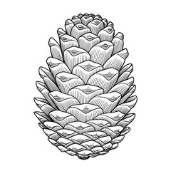 Detailed illustration of a pine cone