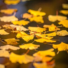 Fallen golden ginkgo leaves float gently on a dark, blurred pond in autumn. Warm, diffused lighting