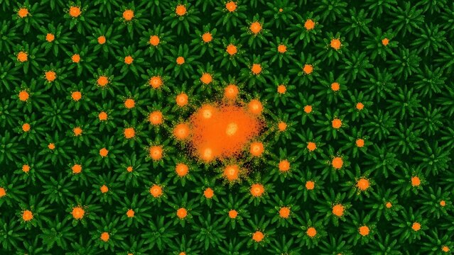 A vibrant close-up of a field of small green plants with bright orange, star-shaped blooms at their centers