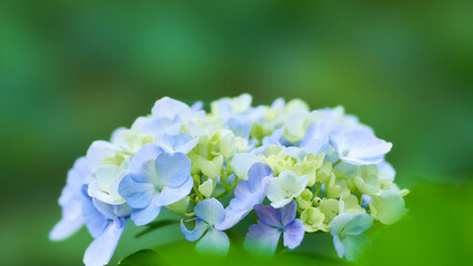 緑色背景美しい水色のホンアジサイ