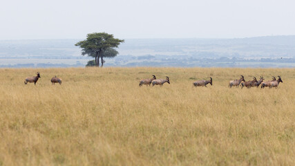 Topi antelope herd running in front of desert date tree in the Masai Mara National Park in East...