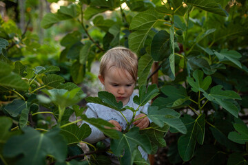 Toddler walks through the leaves of a fig tree at their local community garden. Spending time outside, interacting with plants, soil and learning to garden gets kids outside, active and healthy