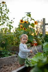 Toddler explores a raised garden bed plot at a local community garden. Spending time outside, interacting with plants, soil and learning to garden is a great way to be outside, active and healthy