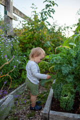 Toddler explores a raised garden bed plot at a local community garden. Spending time outside, interacting with plants, soil and learning to garden is a great way to be outside, active and healthy