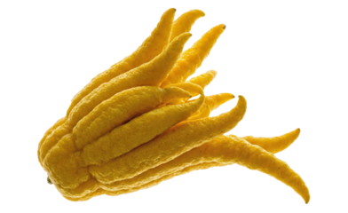 Yellow Buddha's Hand Citron Isolated on White Exotic Citrus