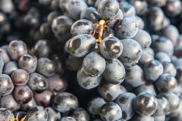 Black grapes cluster close-up showing fresh ripe fruit texture and natural bloom.