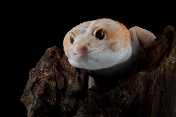 African fat-tailed gecko on wood, African fat-tailed gecko isolated on black background, Close-up amelanistic african fat tail gecko