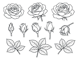 Hand drawn line art rose elements set featuring blooming flowers, buds, and leaves for floral design