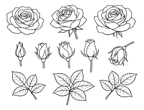 Hand drawn line art rose elements set featuring blooming flowers, buds, and leaves for floral design