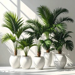 Obraz premium Five potted palm trees in white pots against a light wall with shadows