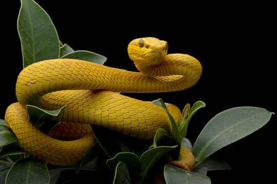 The Yellow White-lipped Pit Viper (Trimeresurus insularis) closeup on branch with black background, Yellow White-lipped Pit Viper closeup