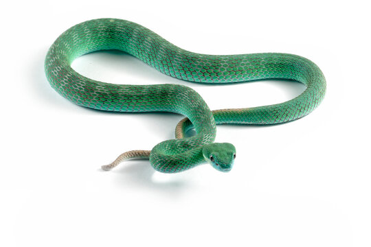 Detailed anatomy of blue pit viper isolated on white background, Trimeresurus insularis on isolated background, Indonesian pit vipers closeup 