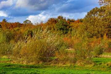 Bushes, thickets and abundant trees with lush green, yellow and red foliage in the background, Absbroekbos conservation area on sunny day in Munstergeleen, Limburg, Netherlands