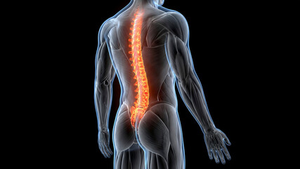 Human body anatomy showing painful inflamed spine