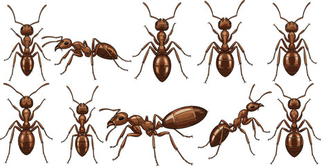 Realistic Brown Ant Insect Collection in Different Angles and Poses Isolated Vector Illustration Set © Sumon Creative