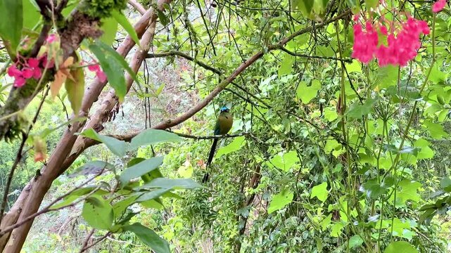 Barranquero bird (Momotus momota) perched on guava tree in Marinilla, Colombia, blurred red pink flowers foreground