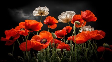 Fototapeta premium Stunning Display of Red and White Poppies Under Dark Cloudy Sky, Nature Beauty, Floral Harmony