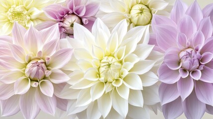 Obraz premium Stunning Arrangement of Delicate Pink and White Flower Blossoms Against a Soft Background