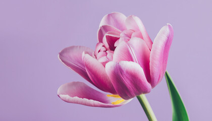 Obraz premium Elegant Pink Tulip Close Up on Purple Backdrop.