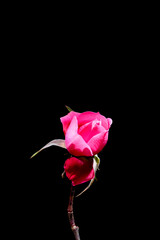 Rose growing outdoor in mid winter in Japan