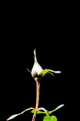 Rose growing outdoor in mid winter in Japan