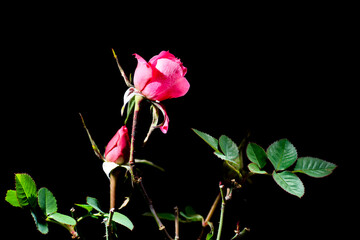 Rose growing outdoor in mid winter in Japan