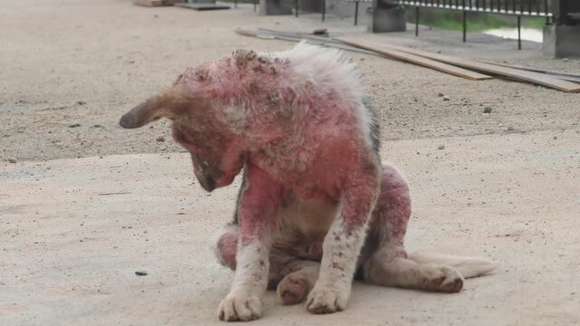 Stray dog ​​has leprosy, an inflammation of the skin.