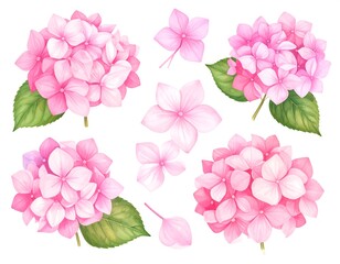 Naklejka premium Illustration of various pink hydrangea flower clusters and loose blossoms on white