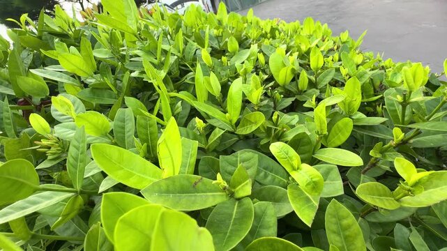 Detailed view of a luminous green leaf blowing in the wind showing the intricate pattern of natural growth.