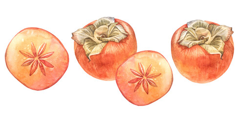 Watercolor set with slice of persimmon isolated on white background. Summer and autumn sweet food. Fruit for dessert. Clipart for cookbook and card menu. Element for recipe, wallpaper or wrapping