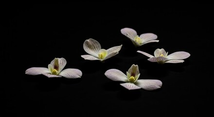 Elegant floral arrangement featuring soft white orchids on a dramatic black backdrop showing
