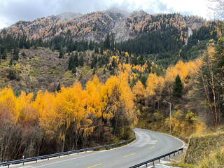 Beautiful scenery of Pine forest and Bus lane at Jiuzaigou national park, Sichuan China in autumn season. Famous travelling destination 