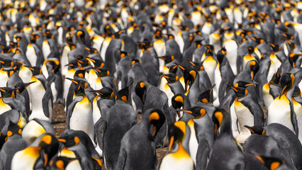 Incredible Group of King Penguins Edge to Edge Falkland Islands Volunteer Point Penguin Colony. Wildlife Natural Habitat Travel Excursion Antarctica © And They Travel