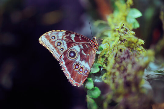 Beautiful and Exotic Morpho Butterfly in a Butterfly House. Majestic butterfly in ca conservatory for  interesting insects 
