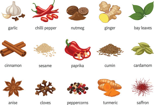 Collection of culinary herbs and spices icons including garlic chili ginger cinnamon turmeric and saffron for cooking and food design,
