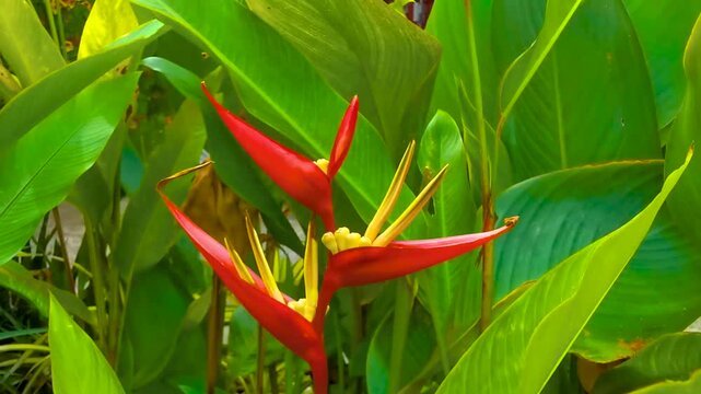 Tropical heliconia bird of paradise blossom blossoms flower flowers Thailand.