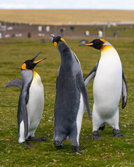 Obraz premium Group of Male King Penguins Fight in Close Up. Falkland Islands Volunteer Point Penguin Colony. Wildlife Natural Habitat Travel Excursion Antarctica